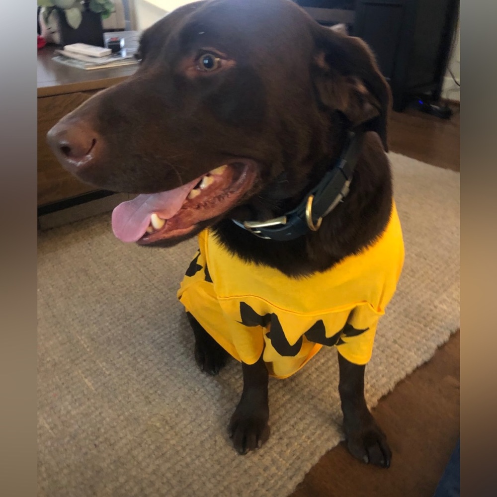 Charlie Brown Shirt for Dog Halloween Costume
